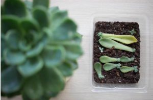 Pause moderne - Plante grasse bouture 4