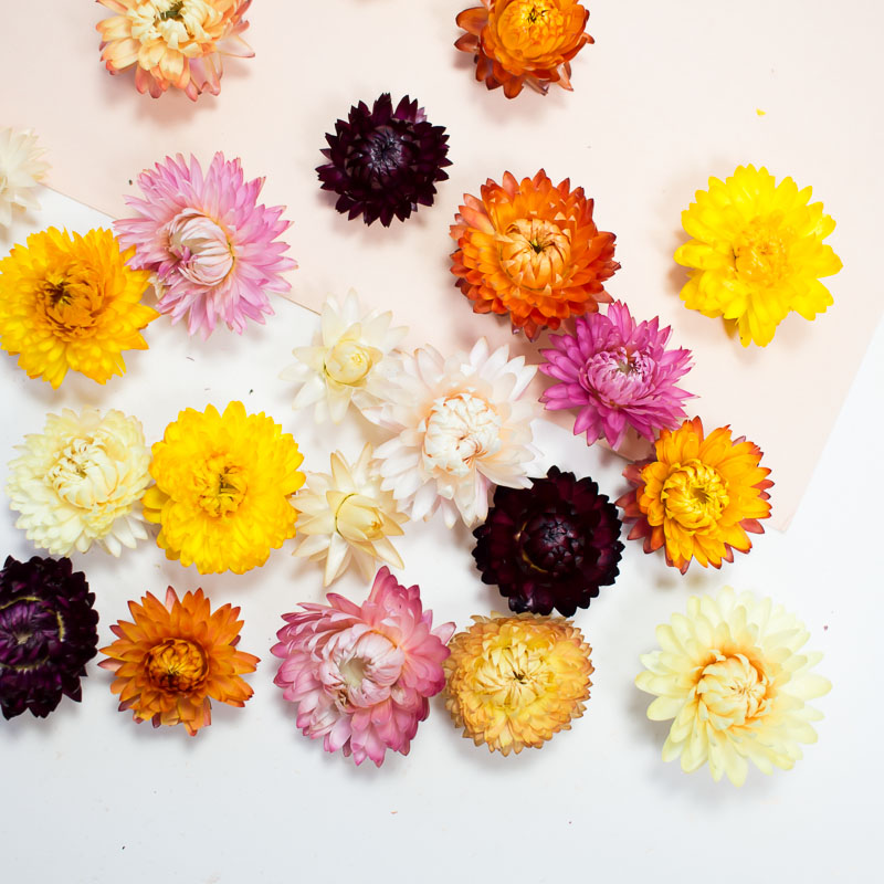 10 Fleurs Séchées Couleur Mix Pause Moderne