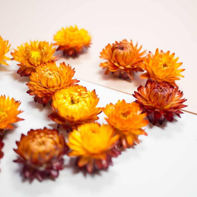 Petites fleurs séchées orange DIY - Pause Moderne
