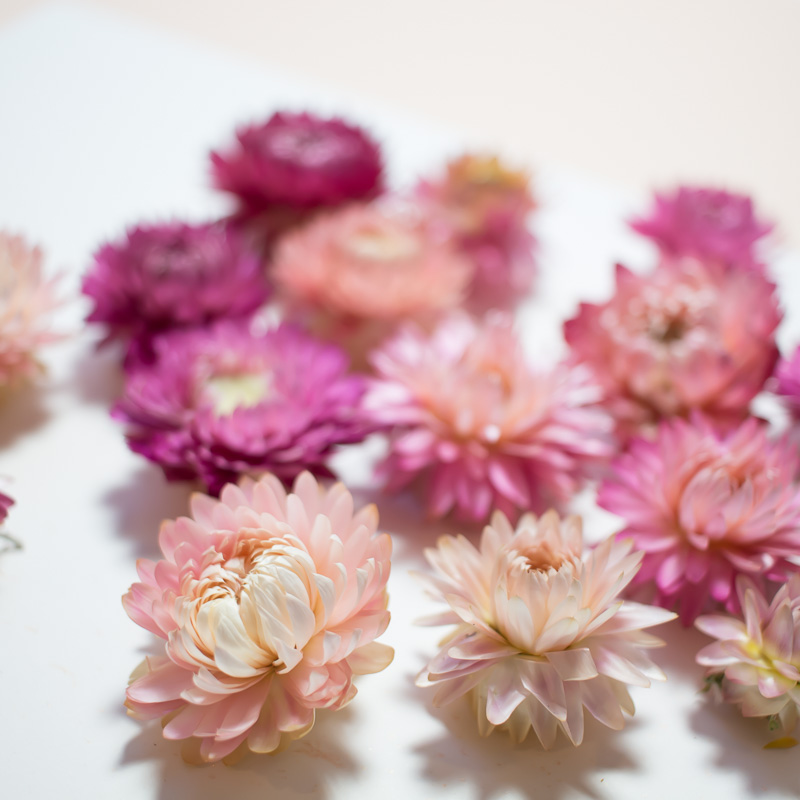 10 Fleurs Sechees Couleur Rose Pause Moderne