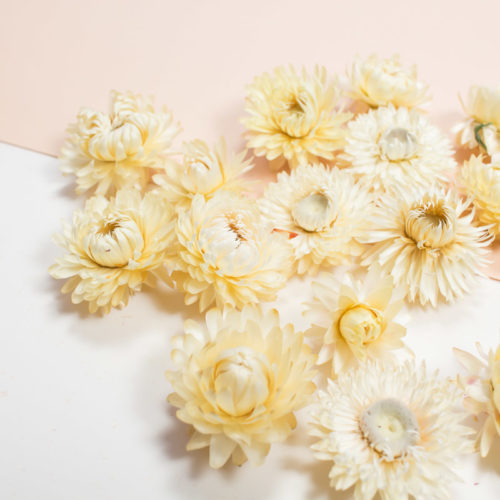 10 Fleurs séchées blanche