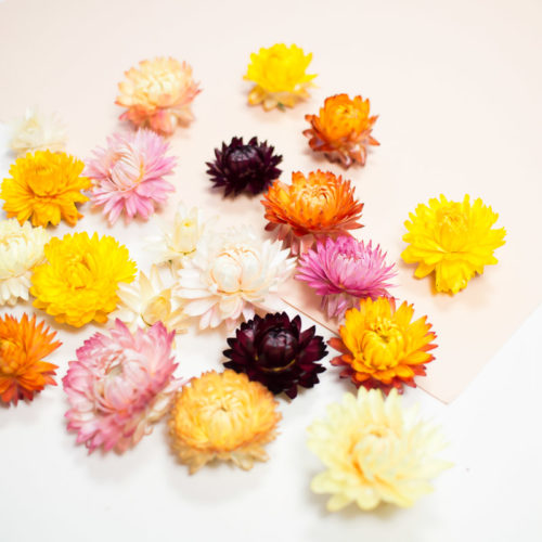 10 Fleurs séchées couleur Mix