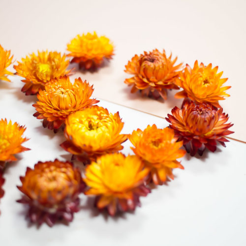 10 Fleurs séchées orange
