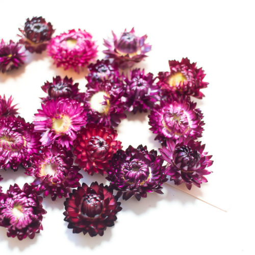 10 Fleurs séchées couleur pourpre