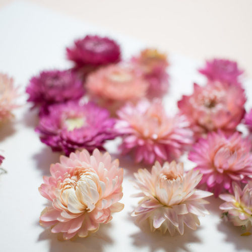 10 fleurs séchées roses