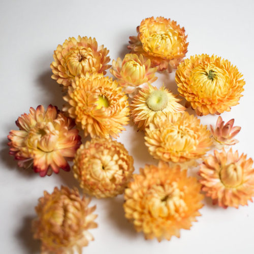 10 Fleurs séchées couleur saumon