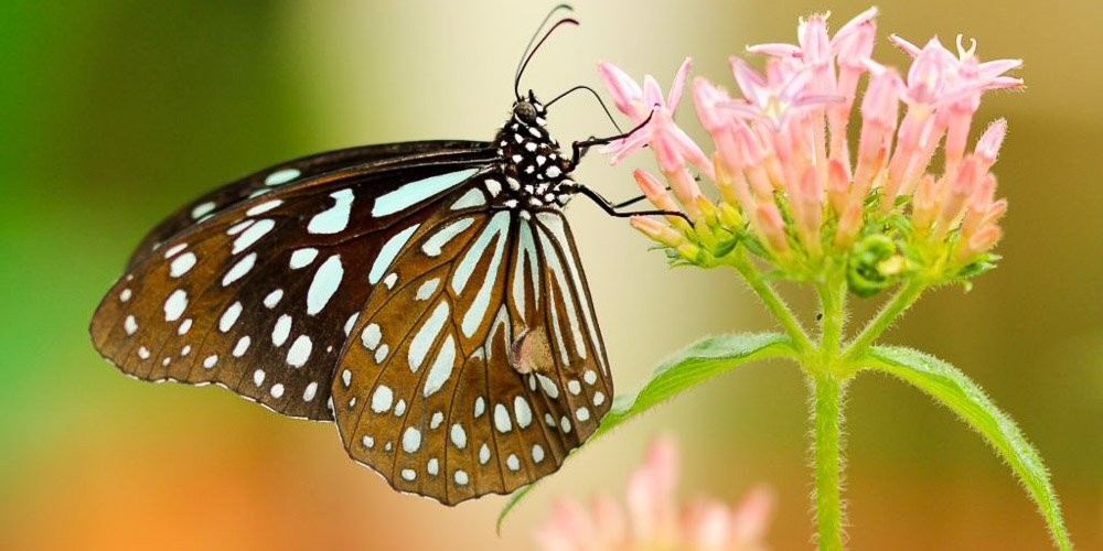 PAUSE MODERNE - COMPRENDRE L'EFFET PAPILLION BLOG ARTICLE_-3