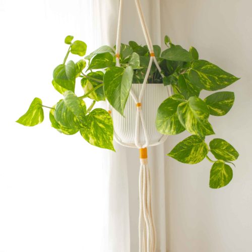 KIT DIY – Créer une suspension pour plante en corde