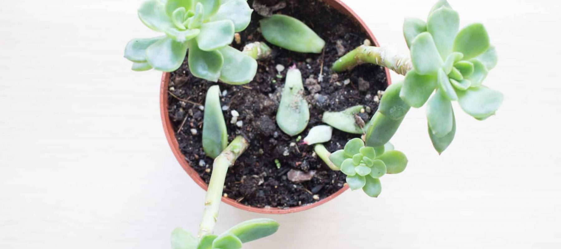 Comment multiplier les plantes grasses et les succulentes