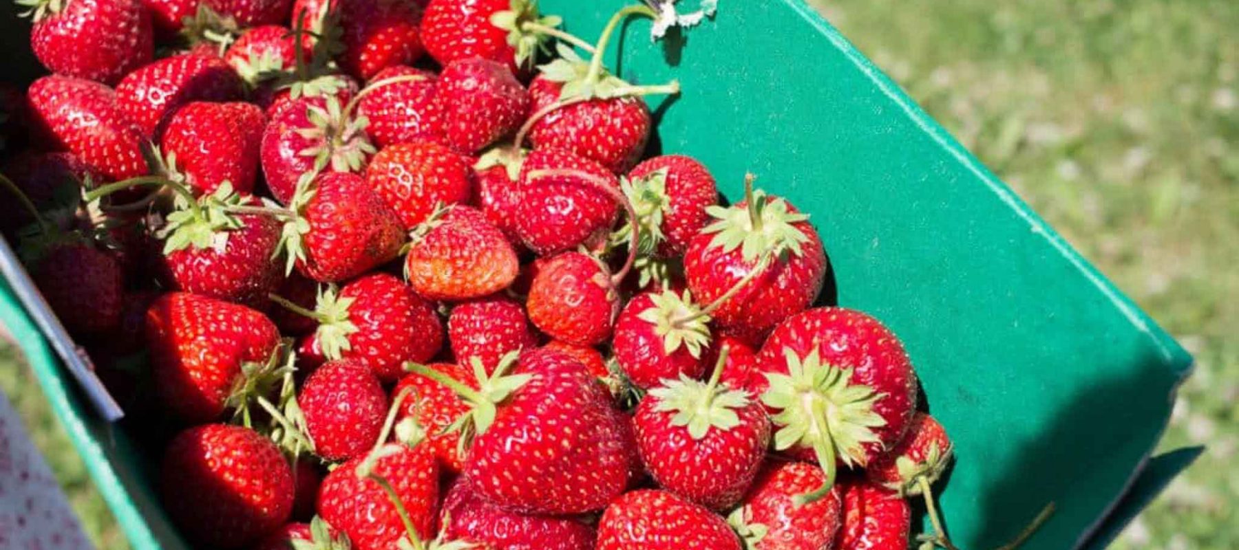 Botans. L'hiver, saison des fraises quand vient la neige