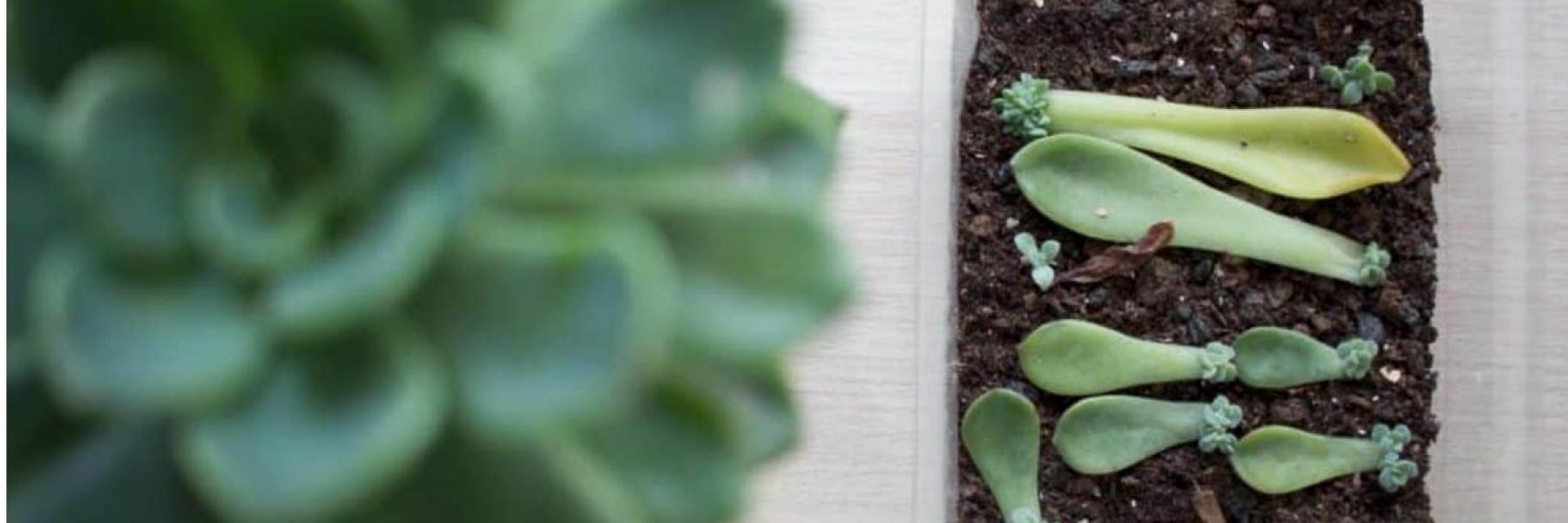 Comment entretenir et réussir les boutures des plantes grasses ? : Femme  Actuelle Le MAG